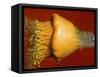 Squash Explosion-Alan Sailer-Framed Stretched Canvas