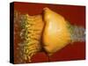 Squash Explosion-Alan Sailer-Stretched Canvas