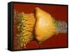 Squash Explosion-Alan Sailer-Framed Stretched Canvas