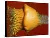 Squash Explosion-Alan Sailer-Stretched Canvas