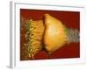 Squash Explosion-Alan Sailer-Framed Photographic Print