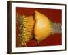 Squash Explosion-Alan Sailer-Framed Photographic Print