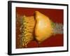 Squash Explosion-Alan Sailer-Framed Photographic Print