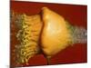 Squash Explosion-Alan Sailer-Mounted Photographic Print