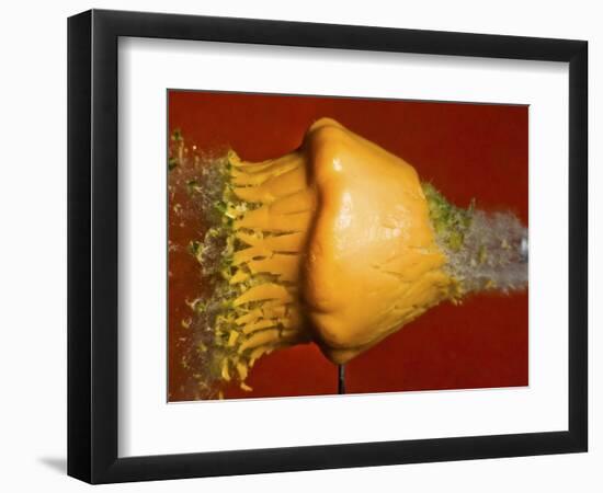 Squash Explosion-Alan Sailer-Framed Photographic Print