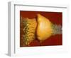 Squash Explosion-Alan Sailer-Framed Photographic Print