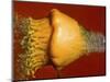 Squash Explosion-Alan Sailer-Mounted Photographic Print