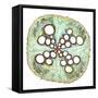 Squash Root, Light Micrograph-Dr. Keith Wheeler-Framed Stretched Canvas