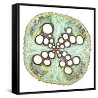 Squash Root, Light Micrograph-Dr. Keith Wheeler-Framed Stretched Canvas