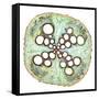 Squash Root, Light Micrograph-Dr. Keith Wheeler-Framed Stretched Canvas