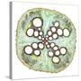 Squash Root, Light Micrograph-Dr. Keith Wheeler-Stretched Canvas