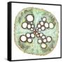 Squash Root, Light Micrograph-Dr. Keith Wheeler-Framed Stretched Canvas