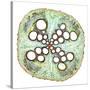 Squash Root, Light Micrograph-Dr. Keith Wheeler-Stretched Canvas