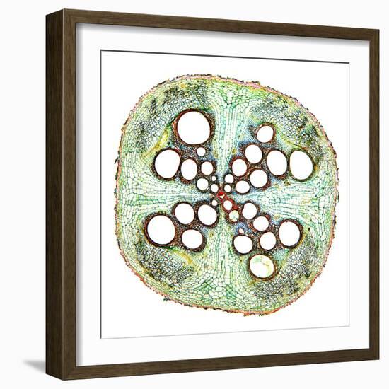 Squash Root, Light Micrograph-Dr. Keith Wheeler-Framed Premium Photographic Print