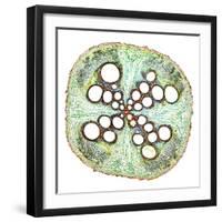 Squash Root, Light Micrograph-Dr. Keith Wheeler-Framed Premium Photographic Print