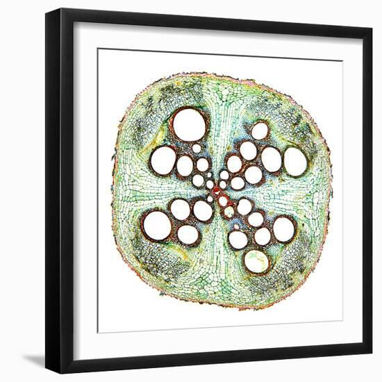 Squash Root, Light Micrograph-Dr. Keith Wheeler-Framed Premium Photographic Print