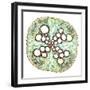 Squash Root, Light Micrograph-Dr. Keith Wheeler-Framed Premium Photographic Print