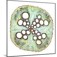 Squash Root, Light Micrograph-Dr. Keith Wheeler-Mounted Premium Photographic Print