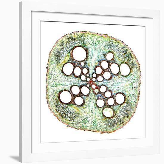 Squash Root, Light Micrograph-Dr. Keith Wheeler-Framed Photographic Print