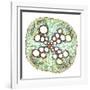 Squash Root, Light Micrograph-Dr. Keith Wheeler-Framed Photographic Print