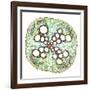 Squash Root, Light Micrograph-Dr. Keith Wheeler-Framed Photographic Print