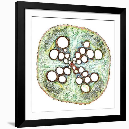 Squash Root, Light Micrograph-Dr. Keith Wheeler-Framed Photographic Print