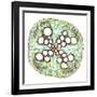 Squash Root, Light Micrograph-Dr. Keith Wheeler-Framed Photographic Print
