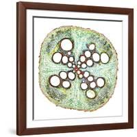 Squash Root, Light Micrograph-Dr. Keith Wheeler-Framed Photographic Print