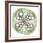 Squash Root, Light Micrograph-Dr. Keith Wheeler-Framed Photographic Print