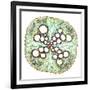 Squash Root, Light Micrograph-Dr. Keith Wheeler-Framed Photographic Print