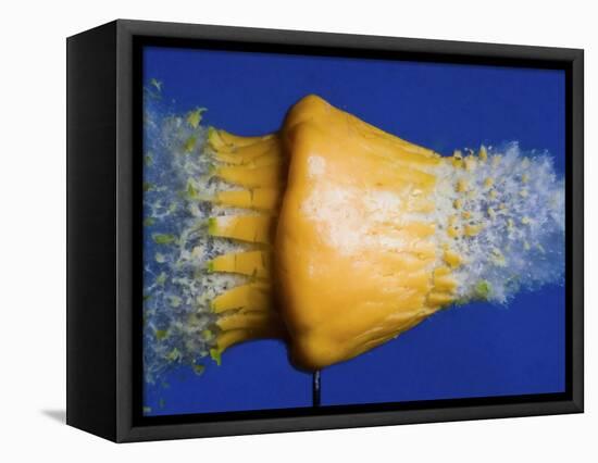 Squash Squished-Alan Sailer-Framed Stretched Canvas