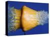 Squash Squished-Alan Sailer-Stretched Canvas