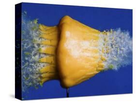 Squash Squished-Alan Sailer-Stretched Canvas