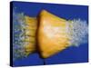 Squash Squished-Alan Sailer-Stretched Canvas