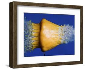 Squash Squished-Alan Sailer-Framed Photographic Print