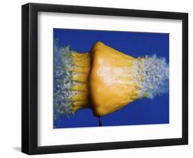 Squash Squished-Alan Sailer-Framed Photographic Print