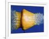 Squash Squished-Alan Sailer-Framed Photographic Print