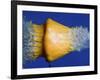 Squash Squished-Alan Sailer-Framed Photographic Print