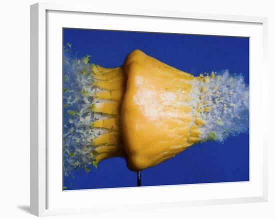 Squash Squished-Alan Sailer-Framed Photographic Print