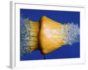 Squash Squished-Alan Sailer-Framed Photographic Print