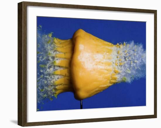 Squash Squished-Alan Sailer-Framed Photographic Print