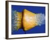 Squash Squished-Alan Sailer-Framed Photographic Print