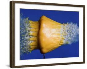 Squash Squished-Alan Sailer-Framed Photographic Print