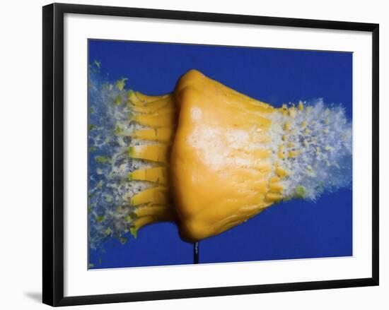 Squash Squished-Alan Sailer-Framed Photographic Print