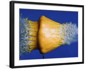 Squash Squished-Alan Sailer-Framed Photographic Print