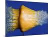 Squash Squished-Alan Sailer-Mounted Photographic Print