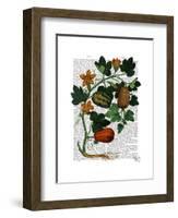 Squash Vine 1-Fab Funky-Framed Art Print