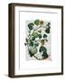 Squash Vine 2-Fab Funky-Framed Art Print