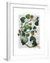 Squash Vine 2-Fab Funky-Framed Art Print