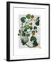 Squash Vine 2-Fab Funky-Framed Art Print